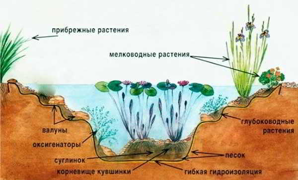 Как сделать пруд для разведения рыбы