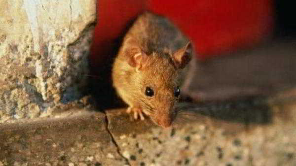 Клей от мышей и крыс: инструкция по применению