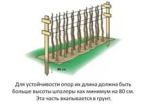 Шпалера для малины: аккуратно, эстетично, продуктивно