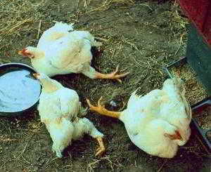 Самые распространенные недуги, от которых умирают куры и цыплята