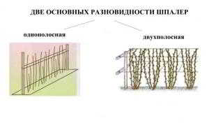 Шпалера для малины: аккуратно, эстетично, продуктивно