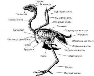 Куриная анатомия от А до Я