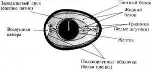 Таинство размножения у кур