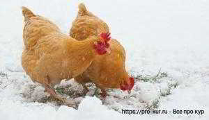 Белковые корма для кур во время линьки и для зимы