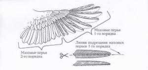 Процедура подрезки крыльев курам