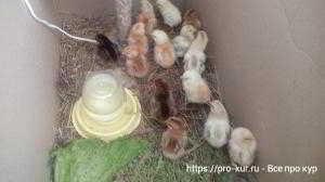 Выращивание цыплят в домашних условиях
