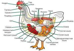 Куриная анатомия от А до Я