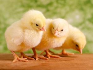 Как отличить курочку от петушка и как определить пол цыпленка