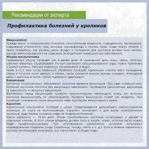 Мастит и спирохетоз у кроликов — болезни половых органов