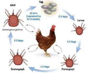 Клещи у кур как выглядят? Симптомы дерманиссиоза и лечение.