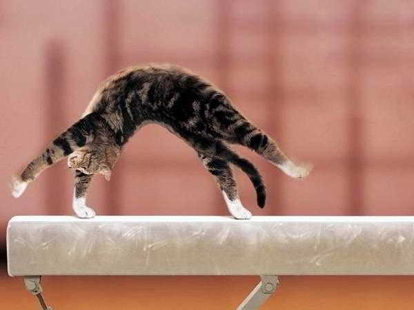 Как кота научить ходить на унитаз: способ, который работает