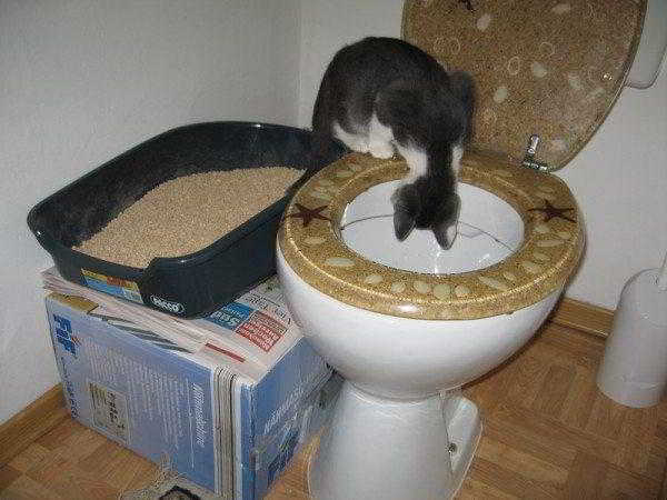 Как кота научить ходить на унитаз: способ, который работает