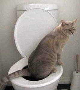 Как приучить кота к унитазу: окончательное решение туалетного вопроса для питомцев