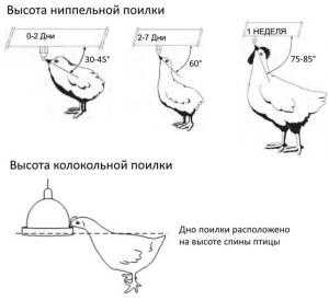 Поилка для кур своими руками – фото, видео, схемы и чертежи