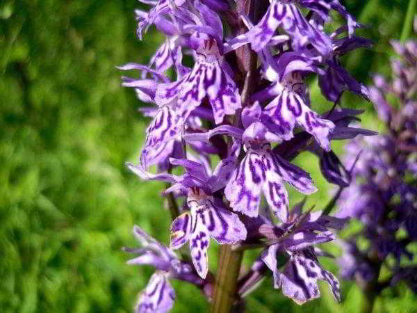 Как правильно поливать орхидею во время цветения