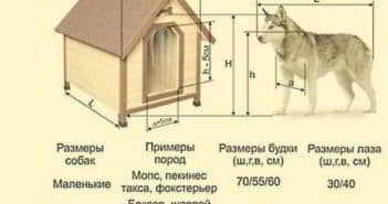 Как правильно построить и куда установить клетки для кроликов