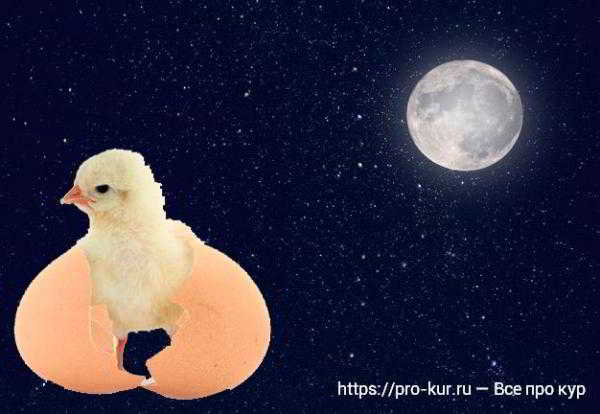 Лунный календарь на 2020 год для выведения цыплят