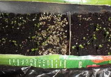 Выращивание и посадка семян различных сортов агератума на клумбах и уход за ними