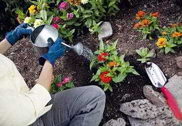 Выращивание кустарника вейгелы: размножение, посадка цветущих сортов, обрезка и уход на зиму