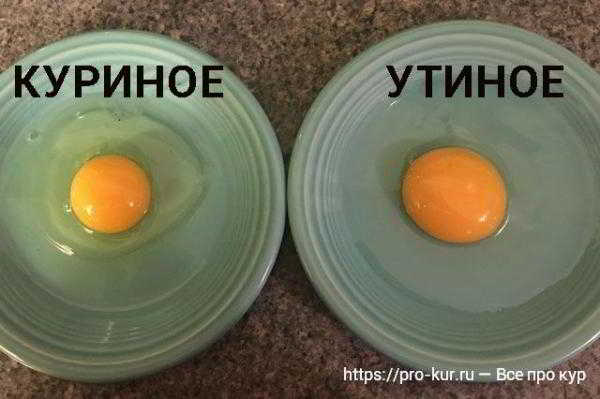 Чем утиные яйца лучше куриных? 12 плюсов и 1 минус