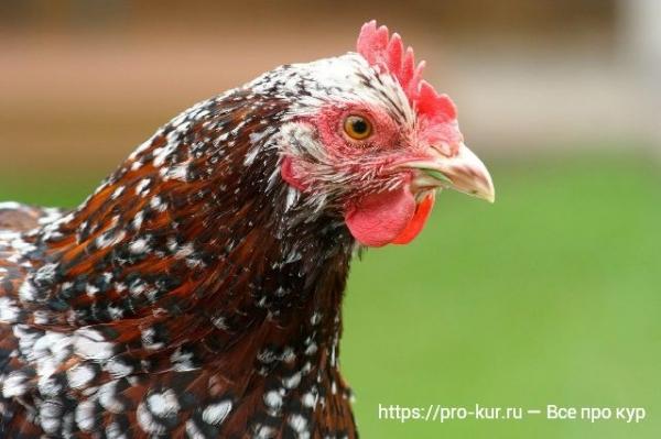 Цвет гребешка курицы расскажет о ее здоровье