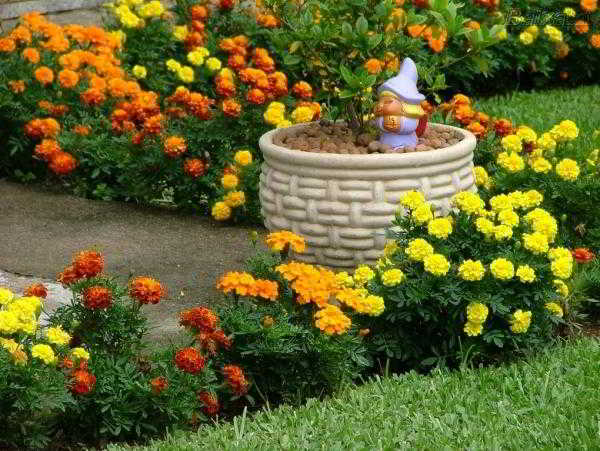 	Цветы на даче: наполняем сад яркими красками				