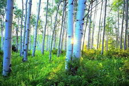 
			Доска половая для бани		