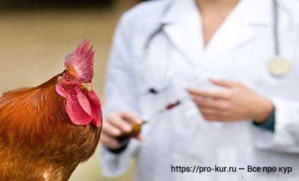 Как правильно лечить и проводить вакцинацию кур