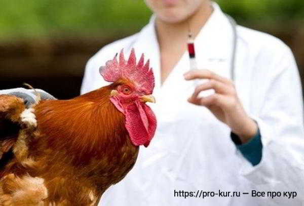 Как правильно лечить и проводить вакцинацию кур