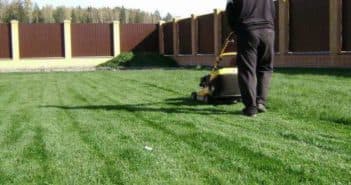 Как сажать газонную траву и когда – осенью или весной