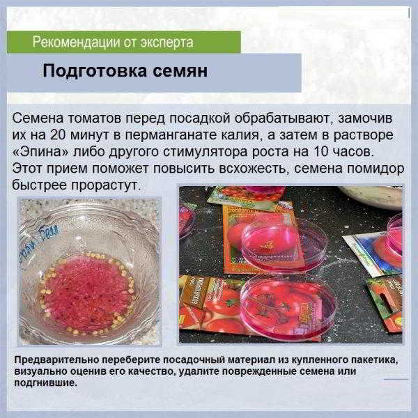Как влияет температура воздуха и почвы на рассаду томатов и как выбрать правильное освещение Как влияет температура воздуха и почвы на рассаду томатов и как выбрать правильное освещение