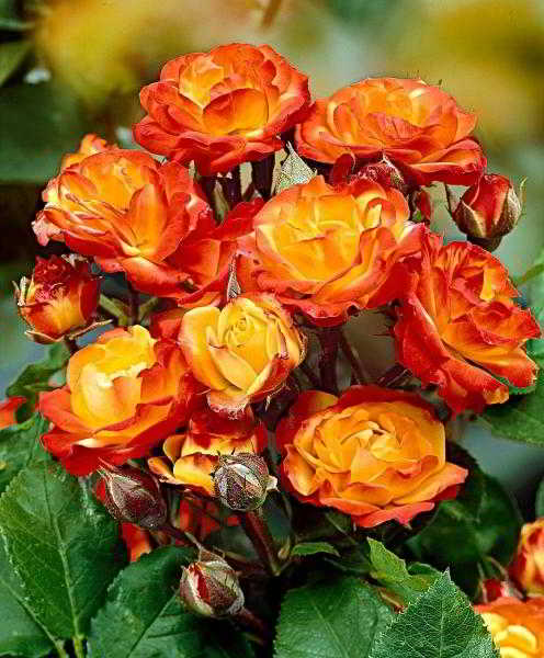 	Королева клумбы: роза флорибунда				