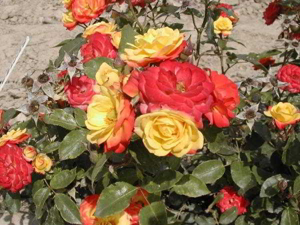 	Королева клумбы: роза флорибунда				