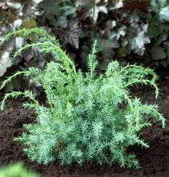 Можжевельник китайский Блю Альпс (Juniperus Chinensis Blue Alps): описание