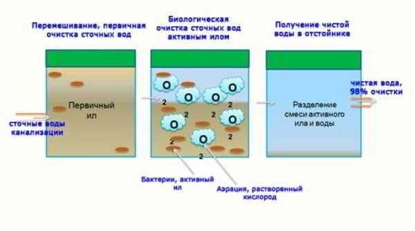 Необычный способ использования бактерий – чистим септик Необычный способ использования бактерий – чистим септик