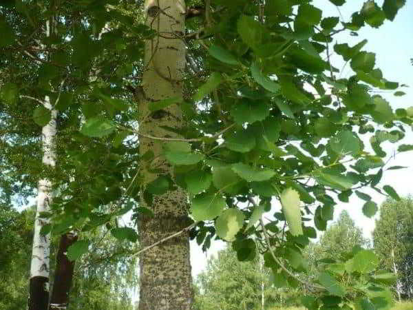 Осина обыкновенная – описание как выглядит дерево и сколько лет живёт
