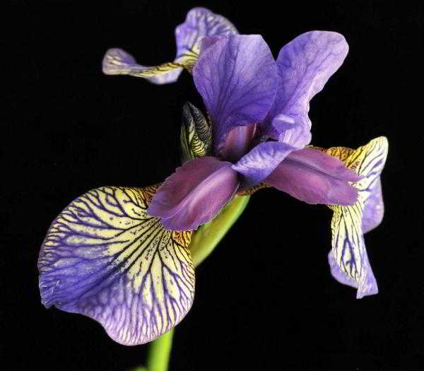 «Радужный» ирис для хорошего настроения «Радужный» ирис для хорошего настроения