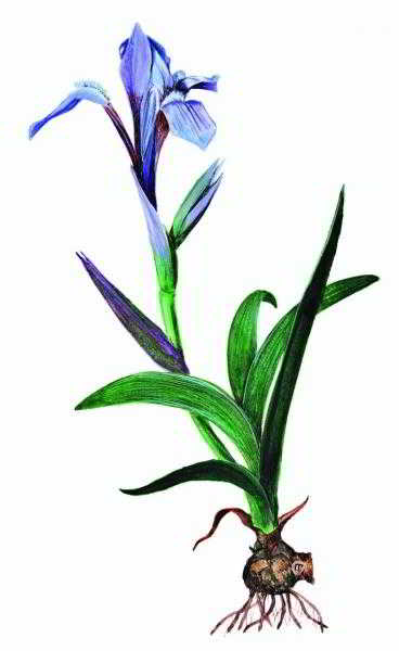 «Радужный» ирис для хорошего настроения «Радужный» ирис для хорошего настроения
