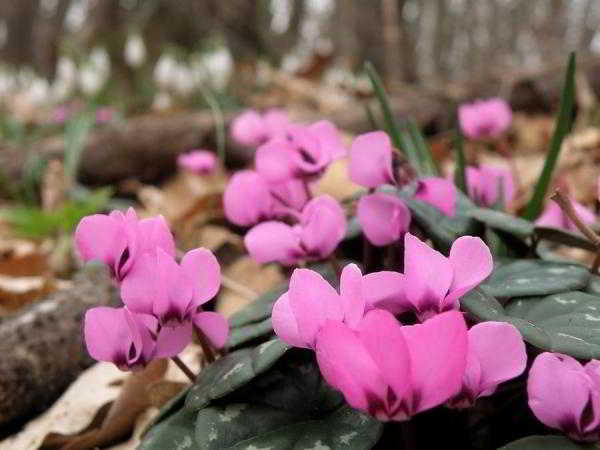 	Розовые переливы на лепестках цикламена				