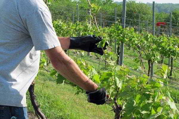 Самые распространенные ошибки при обрезке винограда