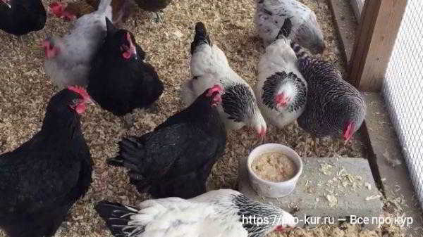 Геркулес курам как давать овсянку из магазина Геркулес курам как давать овсянку из магазина