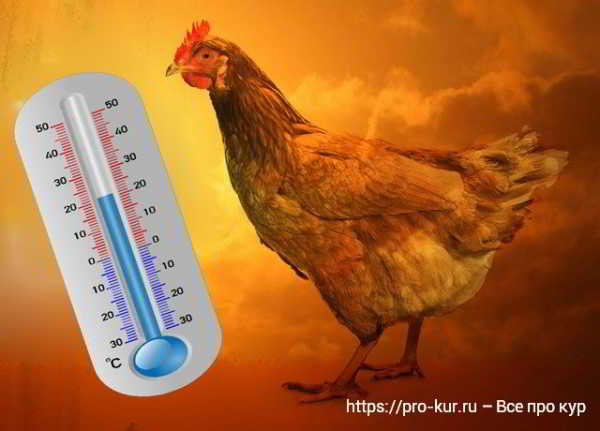 Стрессы у кур несушек: тепловой, кормовой, химический