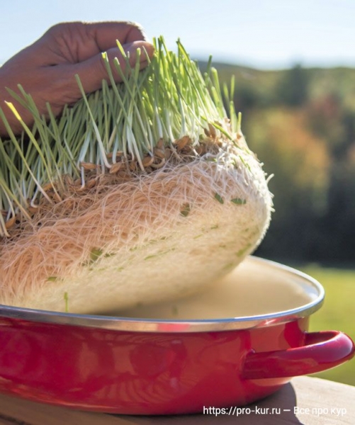 Как проращивать зерно для кур зимой своими руками Как проращивать зерно для кур зимой своими руками