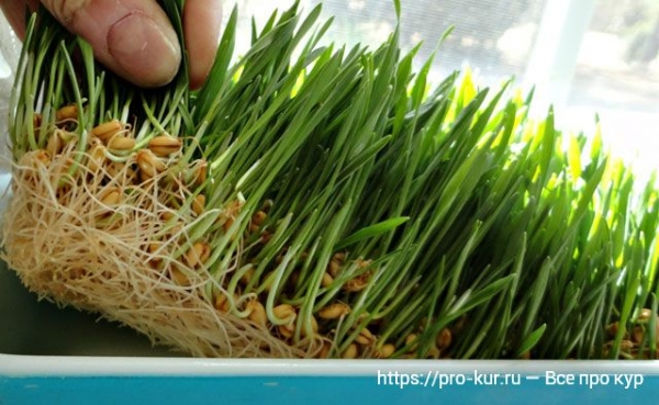 Как проращивать зерно для кур зимой своими руками Как проращивать зерно для кур зимой своими руками