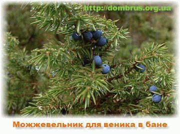 
			Как запарить веник из можжевельника		