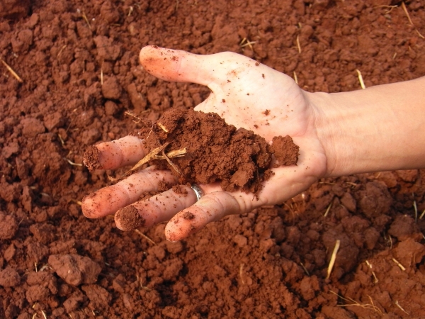 Оживление тяжёлой глиняной почвы, способы восстановления почвы