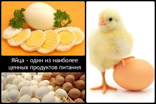 Улучшение качества куриных яиц питанием и витаминами