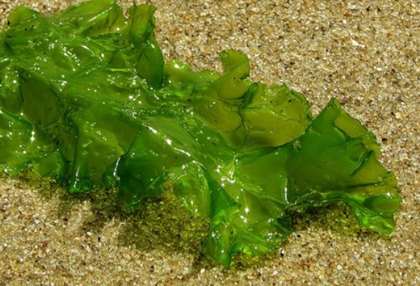 Уникальные свойства морской капусты