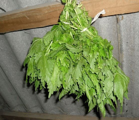 
			Веник осиновый для бани		