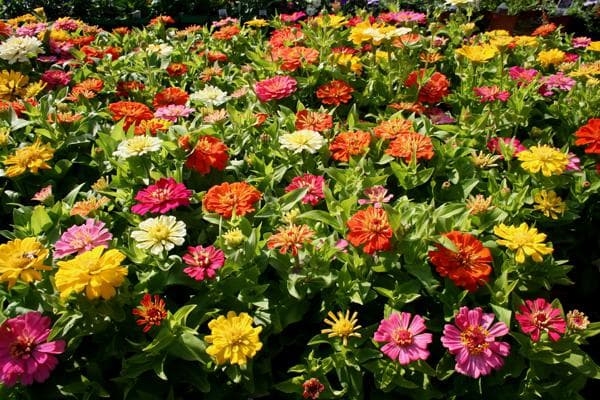 Выращиваем цветы цинии: от посадки семян до ухода за отдельными сортами